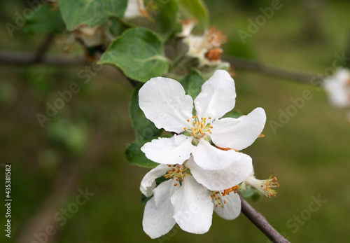 White apple blossom steep plan