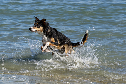 A heading dog leaps as it bounces off to catch a stick that has been thrown
