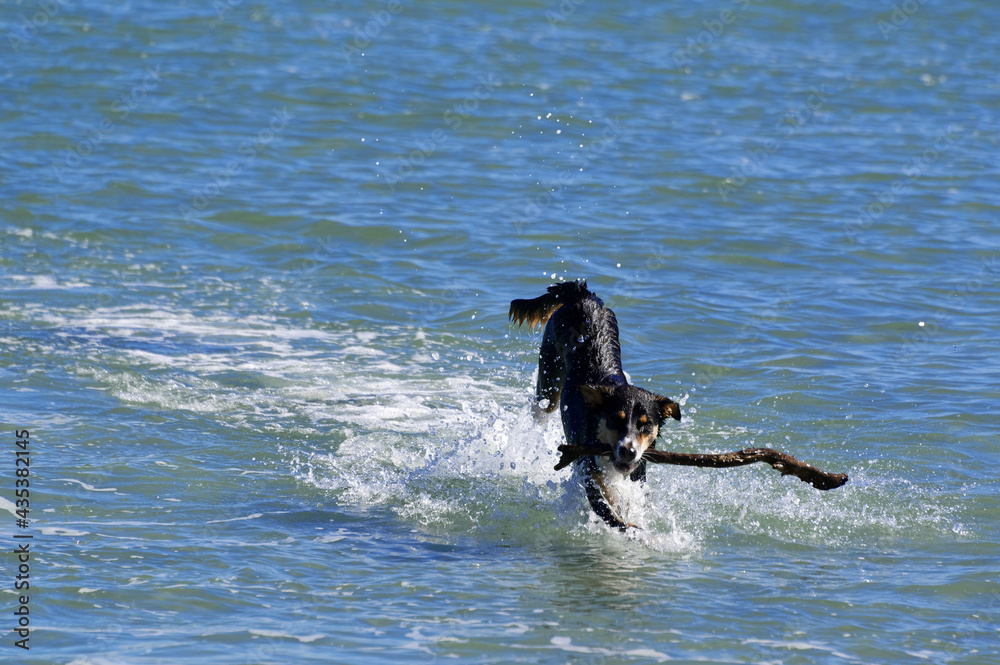 A dog bounds through the water with a stick in its mouth A dog bounds through the water with a stick in its mouth