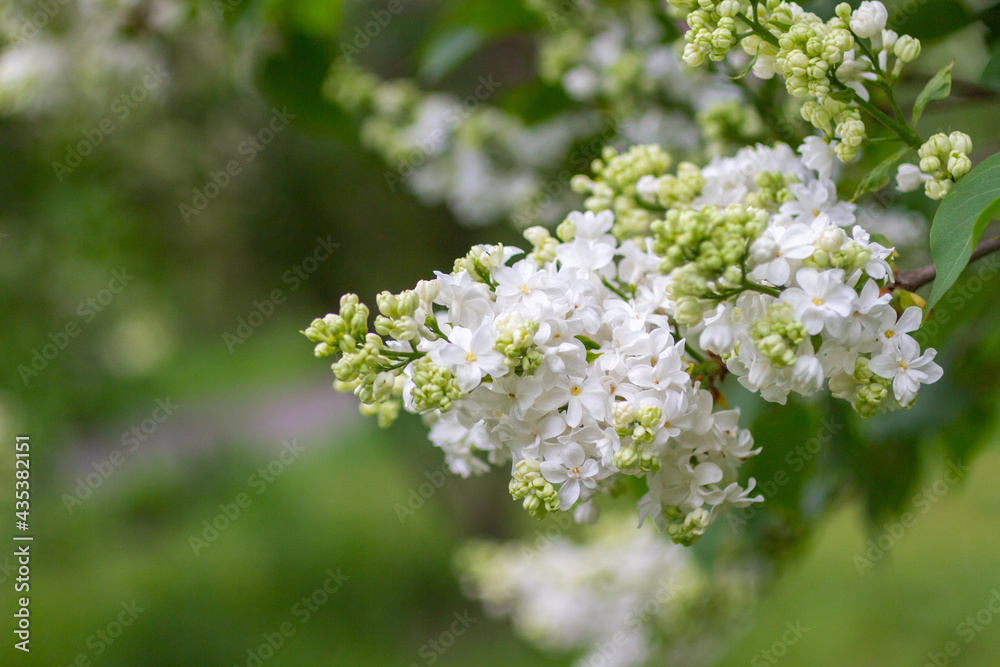 Branch of white lilac on green background