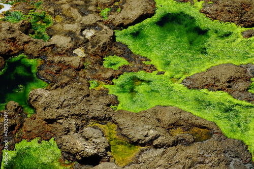 Textura de algas marinas y rocas en la costa © anecaroline