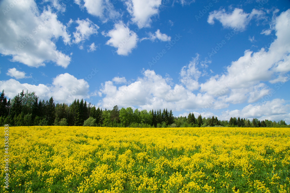 Yellow flowers in the spring in the fields.Surepka vulgaris blooms in the spring in the fields.