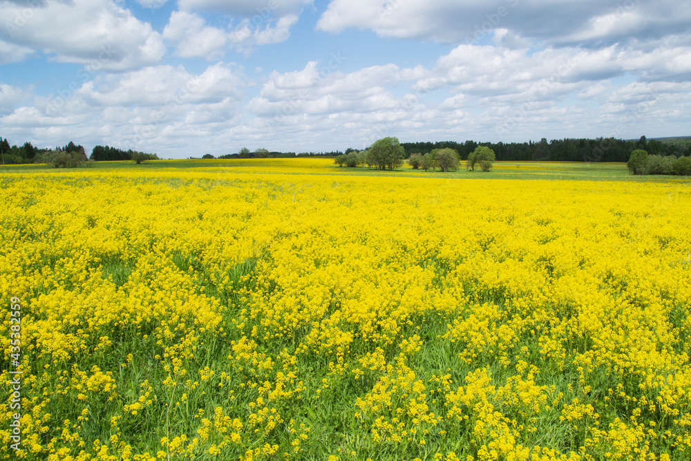 Yellow flowers in the spring in the fields.Surepka vulgaris blooms in the spring in the fields.