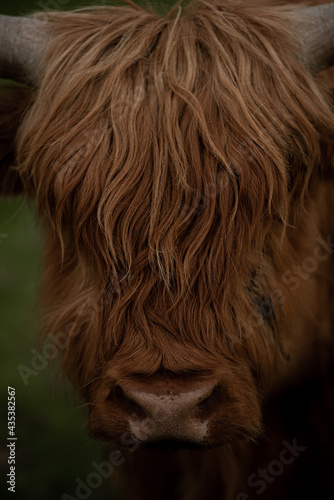 Krowa szkocka highland portret z bliska