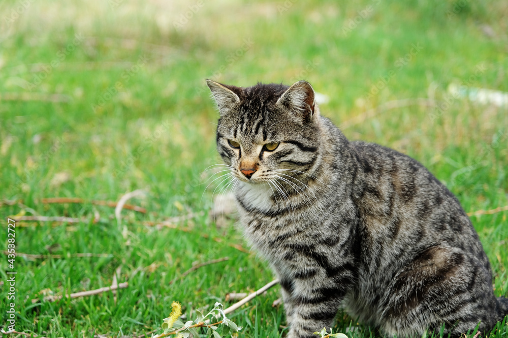 Sweet cat with yellow eyes with black pattern on the grass Sweet cat with yellow eyes with black pattern on the grass