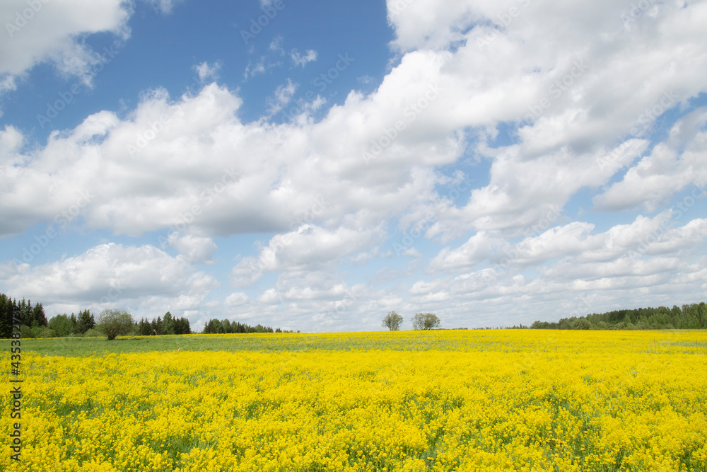 Yellow flowers in the spring in the fields.Surepka vulgaris blooms in the spring in the fields.