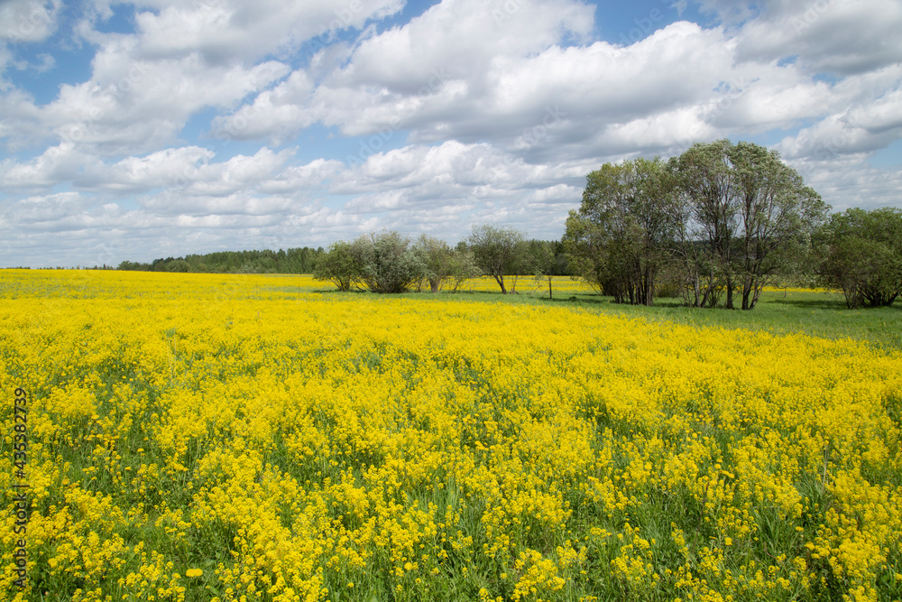 Yellow flowers in the spring in the fields.Surepka vulgaris blooms in the spring in the fields. Yellow flowers in the spring in the fields.Surepka vulgaris blooms in the spring in the fields.