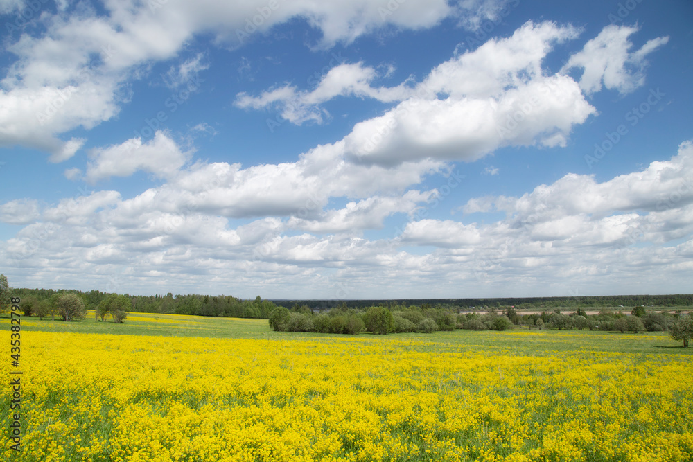 Obraz premium Yellow flowers in the spring in the fields.Surepka vulgaris blooms in the spring in the fields.