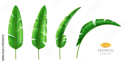 Greenery and botany, exotic and tropical foliage and leafage. Vector isolated set of leaves in different positions, cartoon green vegetation of rainforest beach. Hawaii banana plant, realistic 3d
