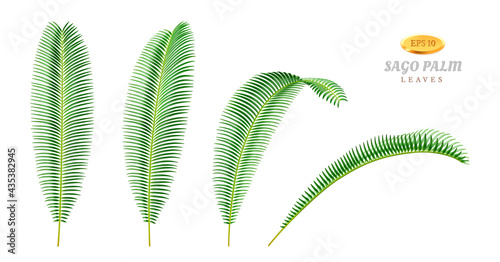 Canvas-taulu Leaves of sago palm plant tree, isolated foliage in different positions and sides