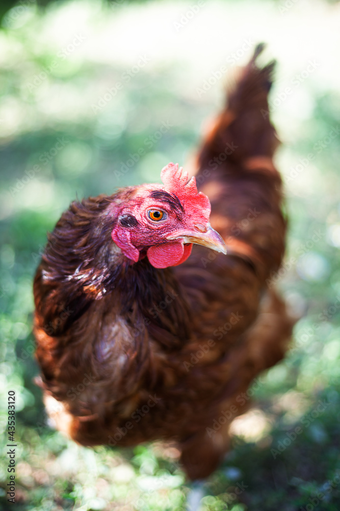 Ginger hen on blurred background. Poultry, self-run chicken