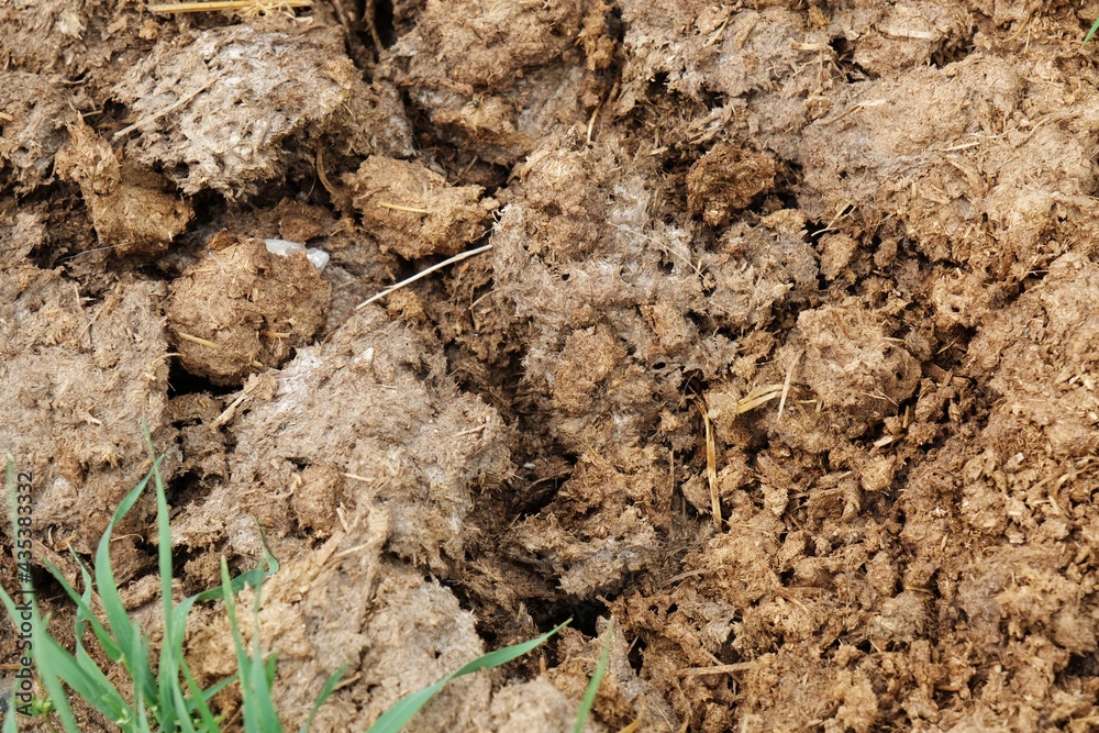 Animal manure and fertile herbs. Animal manure and fertile herbs.