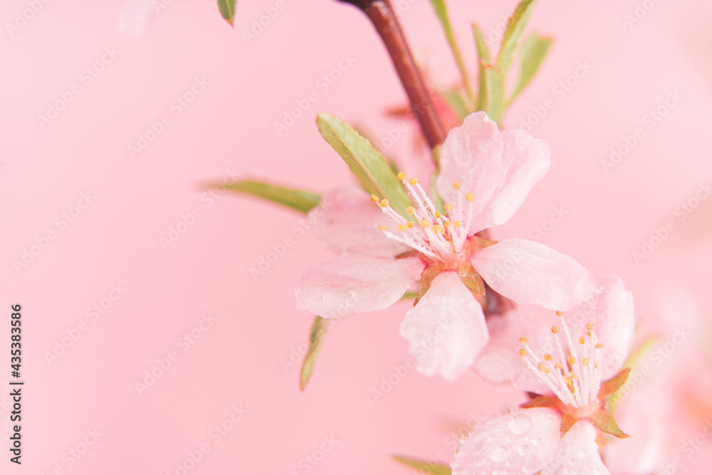 Naklejka premium Close up photo of Wild Pink almond bloom on pink background. Spring time