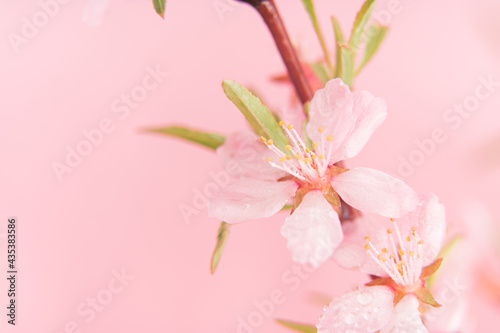 Close up photo of Wild Pink almond bloom on pink background. Spring time