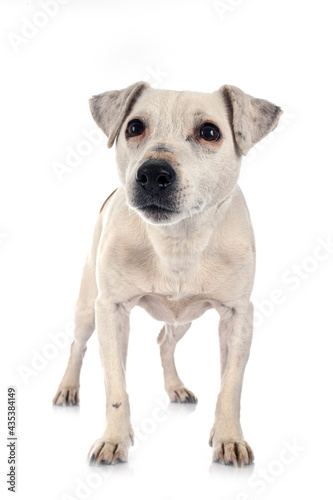 jack russel terrier