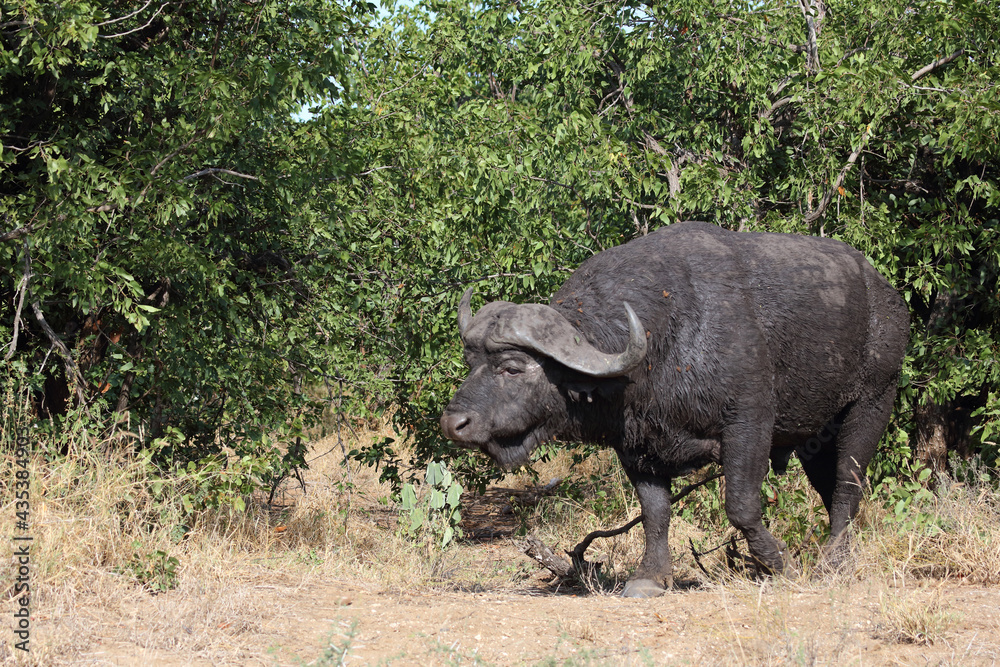 Fototapeta premium Kaffernbüffel / African buffalo / Syncerus caffer