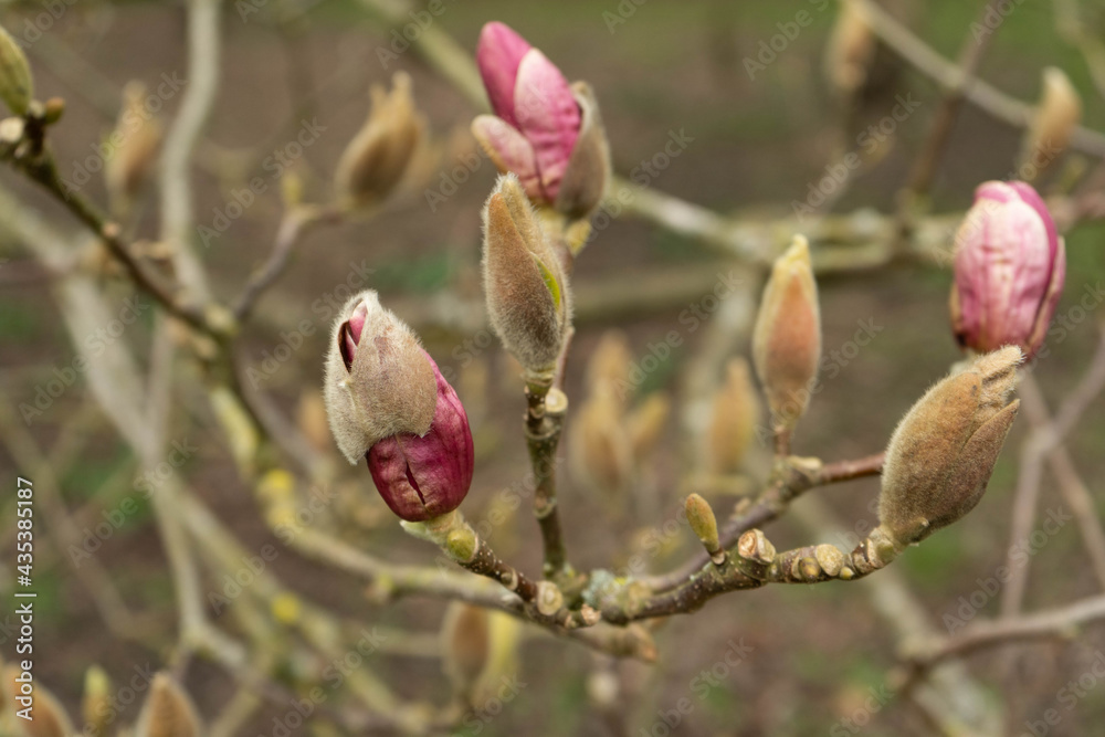 Blooming of pink magnolia bud tree flower in the park, branch natural background Blooming of pink magnolia bud tree flower in the park, branch natural background