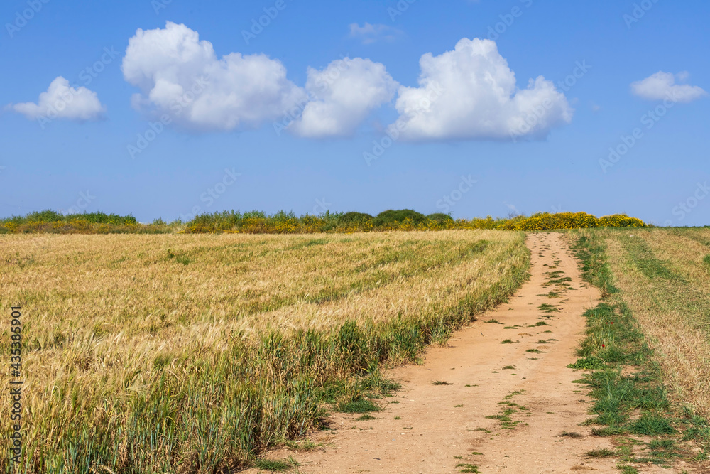 Rural road to agricultural wheat field on the background of the sky with clouds