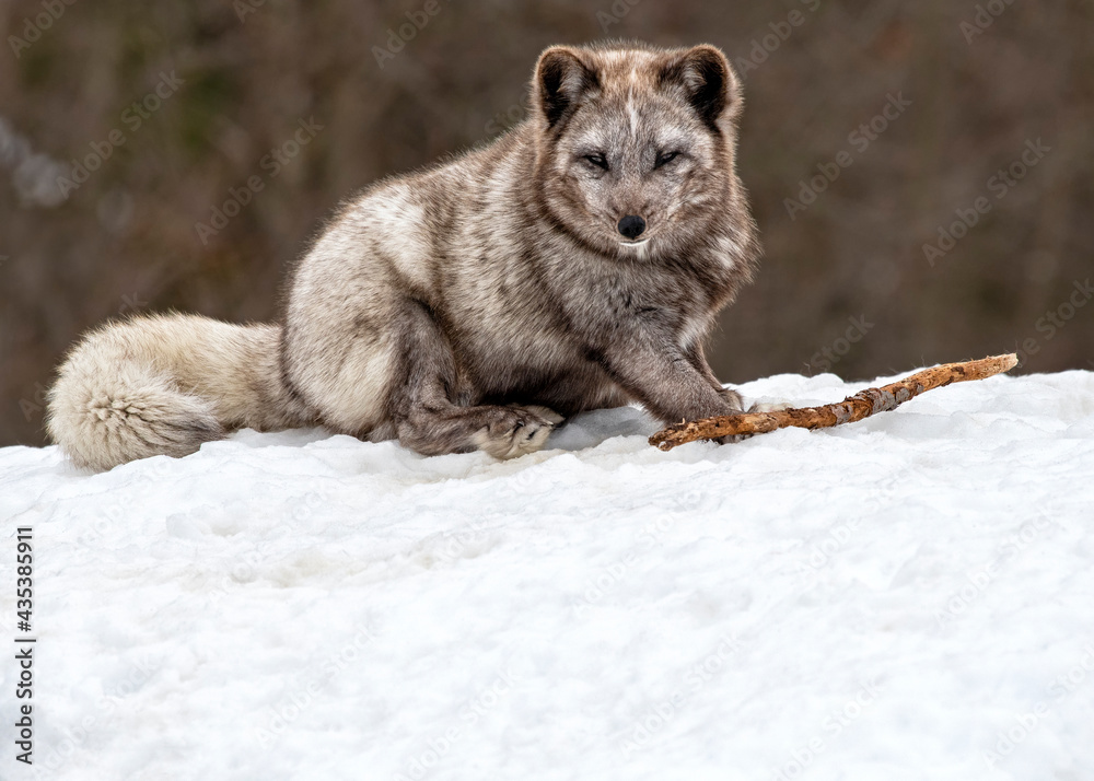 Naklejka premium A young Arctic Fox
