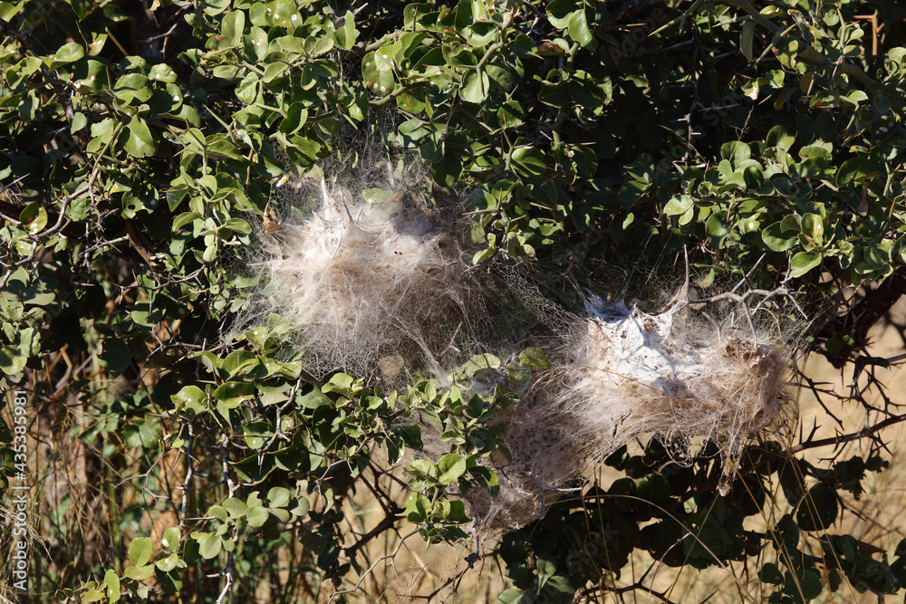 Obraz premium Spinnennetz / Spider´s web /