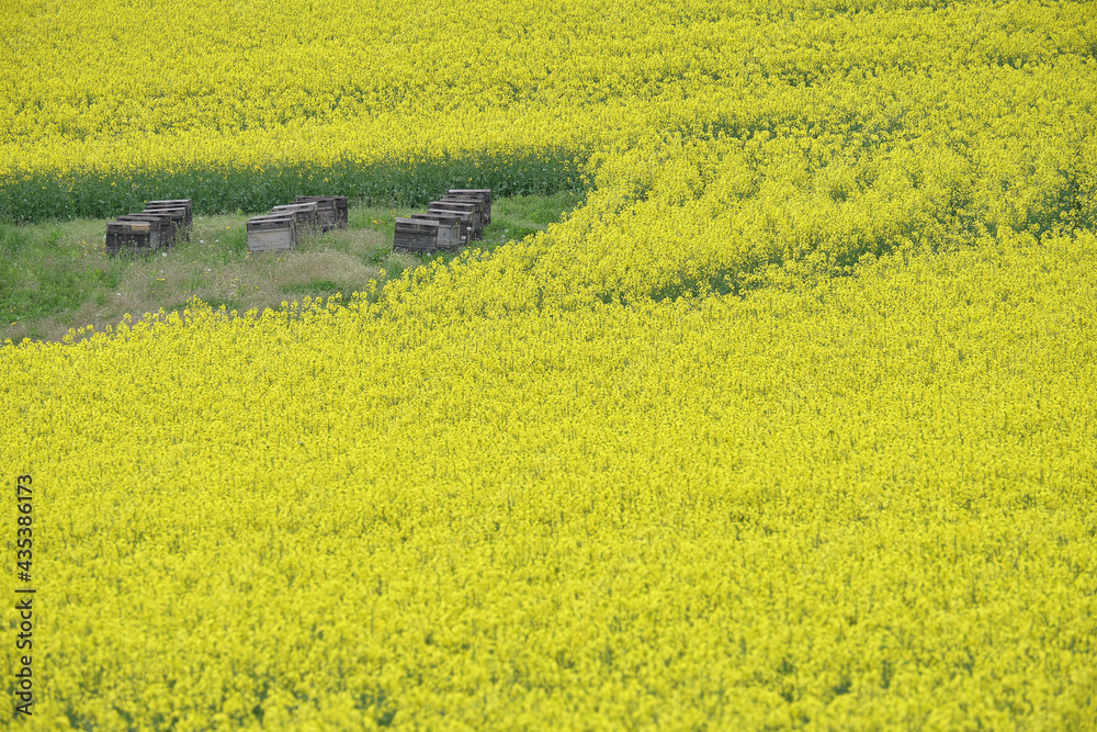 安平町の菜の花畑と養蜂箱 Canola Field And Honeycomb In Abira Town Hokkaido Stock Photo Adobe Stock