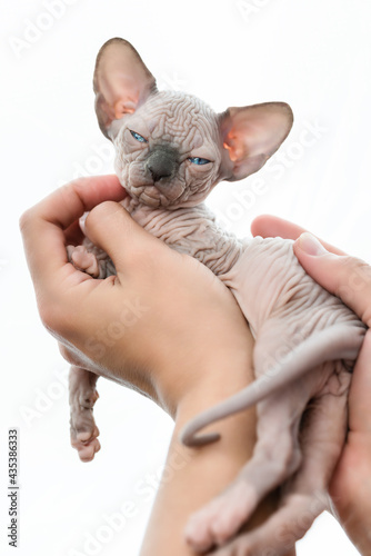 Fotografia Human hands tenderly holding kitten of Canadian Sphynx on white background