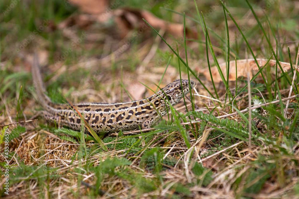 lizard on the grass lizard on the grass
