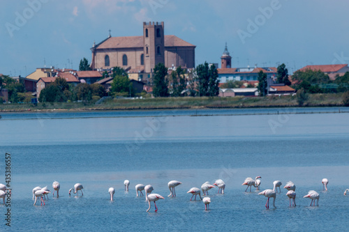 regional park of the po delta comacchio marshes and lakes of Europe