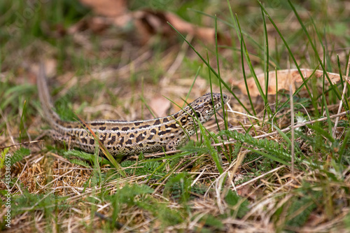 lizard on the grass