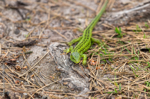lizard on the stone