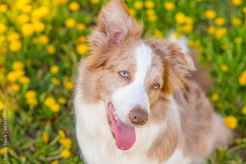 Australian Shepherd sitting on a dandelion field and looking away