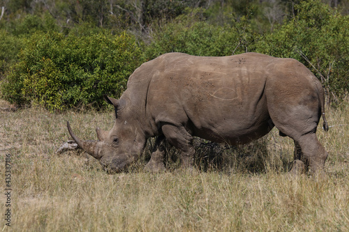 Breitmaulnashorn   Square-lipped rhinoceros   Ceratotherium Simum