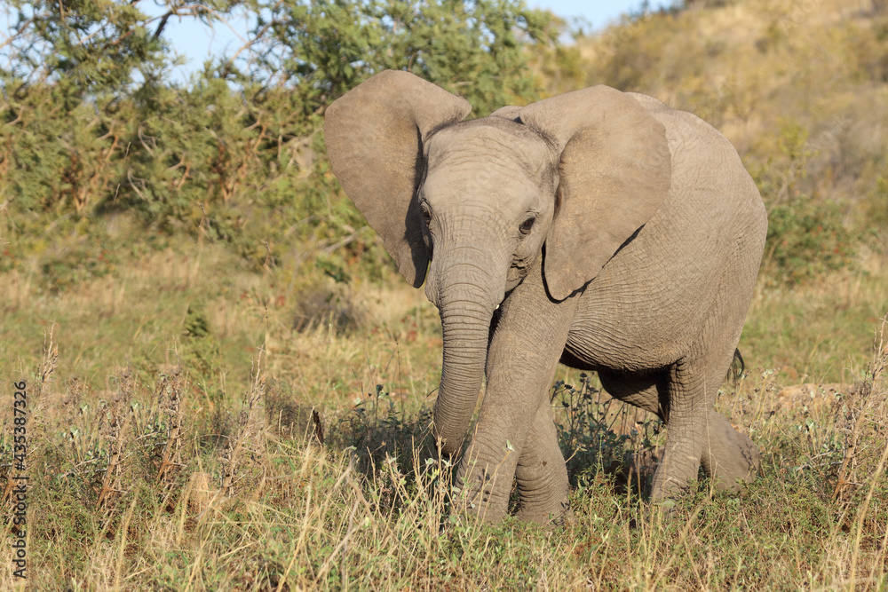 Afrikanischer Elefant / African elephant / Loxodonta africana.