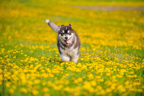 Malamute puppy walks on a field of yellow dandelions in the summer in the park © Ermolaeva Olga