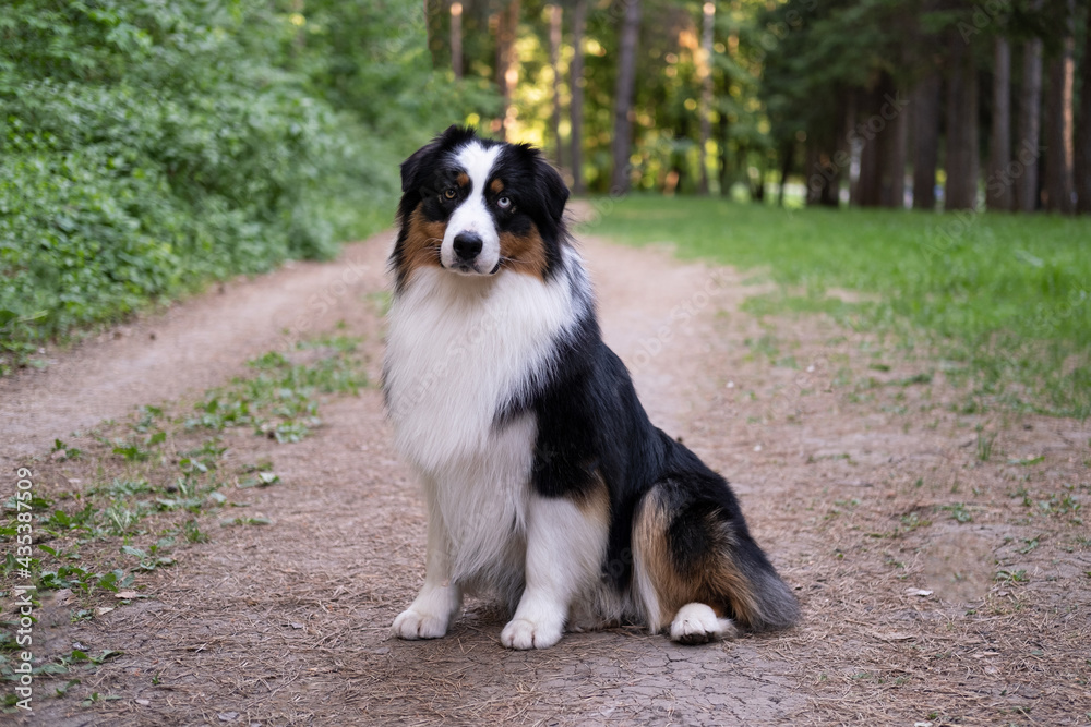  Australian shepherd dog with open mouth portrait in summer. Sit in forest