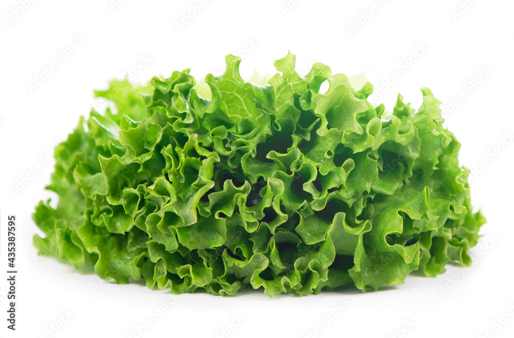 Freshness green leaf lettuce on white background Freshness green leaf lettuce on white background