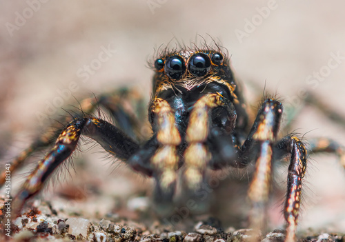 Jumping spider Salticus cingulatus. Eyes of Salticus cingulatus. Funny portrait of spider