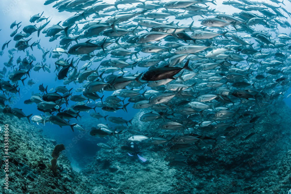 A school of Bigeye trevally A school of Bigeye trevally