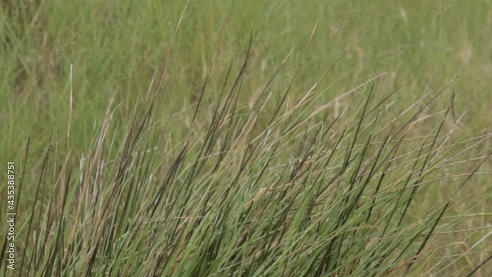 plante de la Baie d'Authie dans le nord de la France plante de la Baie d'Authie dans le nord de la France