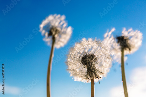 White dandelion on a background blue sky. Three. Weed removal. Make a wish. Nobody. Outdoor. Vertical frame. Summer season. Scattering seeds. Beautiful landscape detail. Close-up. Blowball. Macro
