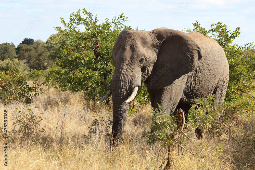 Afrikanischer Elefant / African elephant / Loxodonta africana