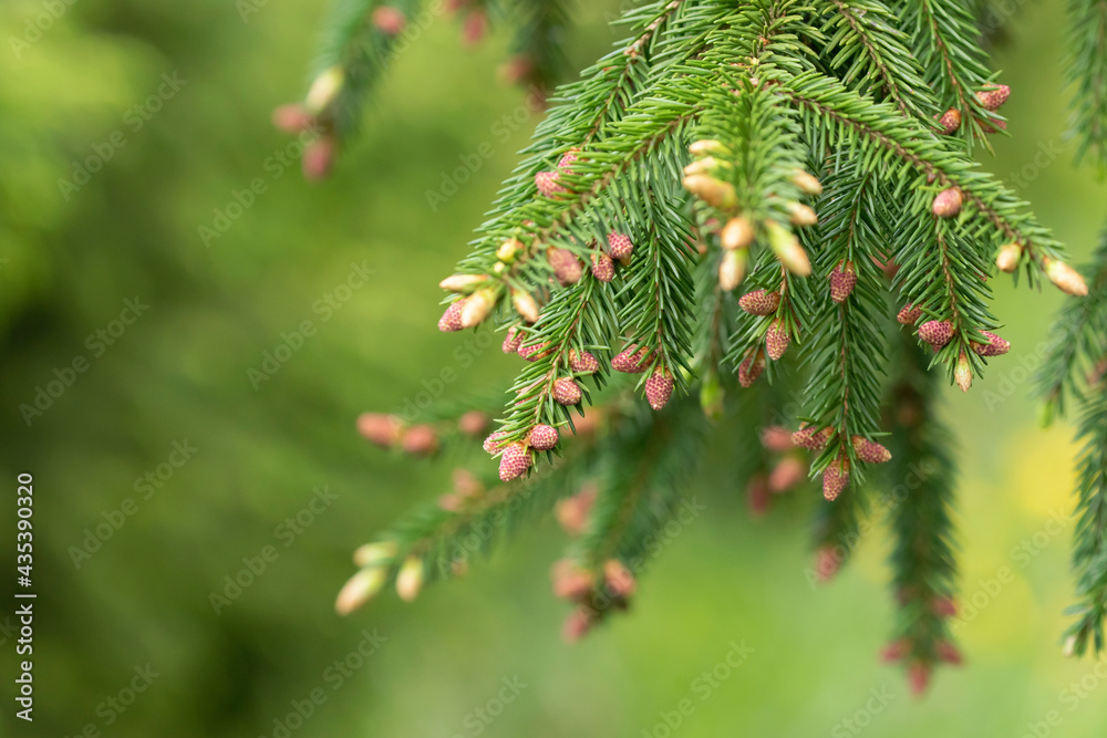 Young male reddish cones on a branch of European spruce (Picea abies) on a natural green background close-up Young male reddish cones on a branch of European spruce (Picea abies) on a natural green background close-up