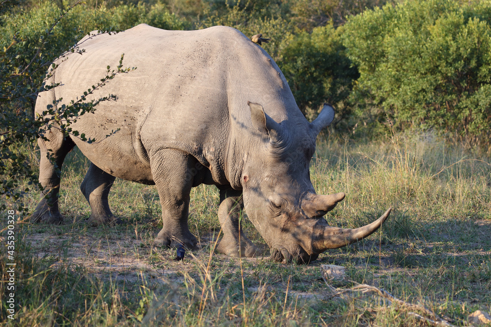 Fototapeta premium Breitmaulnashorn und Rotschnabel-Madenhacker / Square-lipped rhinoceros and Red-billed oxpecker / Ceratotherium Simum et Buphagus erythrorhynchus