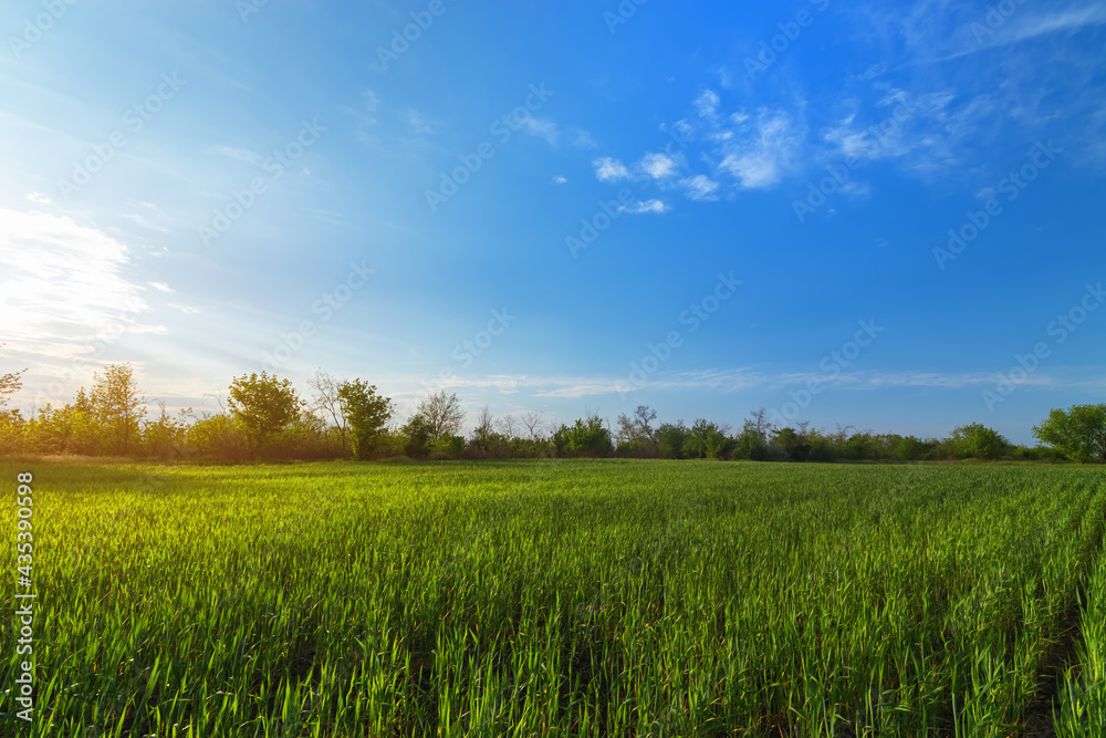 green wheat field landscape, landscape field outside the city agriculture