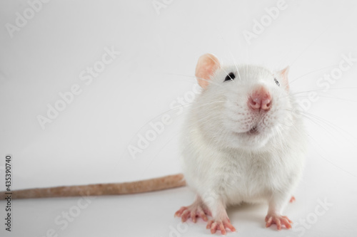 White laboratory rat looks into the chamber, isolated on white background.