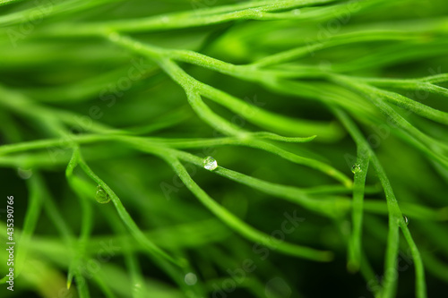 dill macro photo, close-up photo spice for food