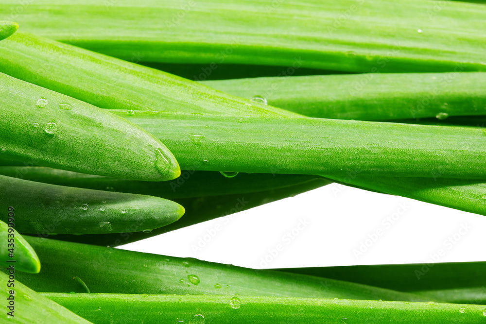 Obraz premium green onion macro, green onion feathers macro photo