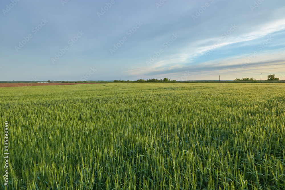 green wheat field landscape, landscape field outside the city agriculture