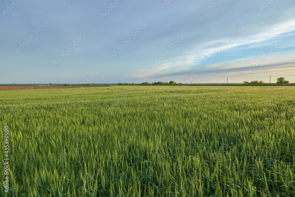 green wheat field landscape, landscape field outside the city agriculture green wheat field landscape, landscape field outside the city agriculture