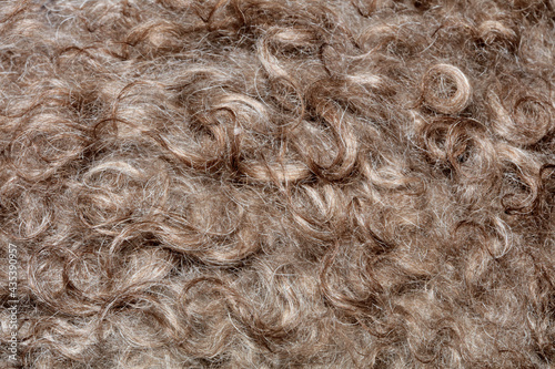 Dog brown curly hairs close up lagotto romagnolo abstract background modern high quality big size print